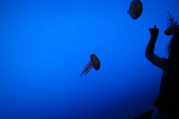 istock Girl watching jellyfish in aquarium 182926748