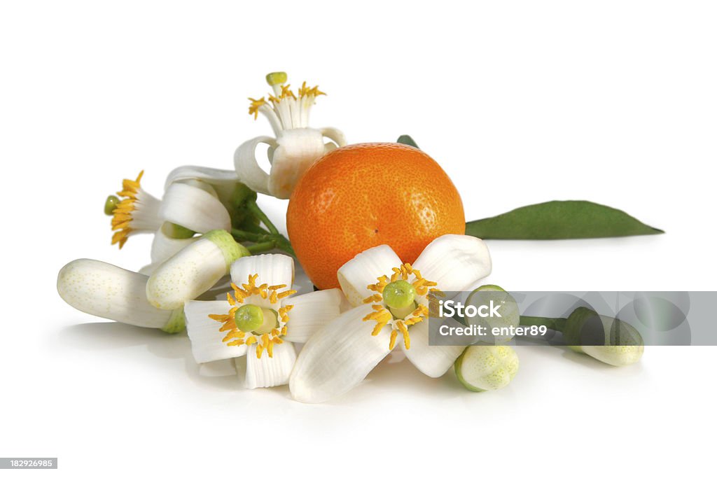 Flores de laranjeira - Foto de stock de Laranja - Frutas cítricas royalty-free