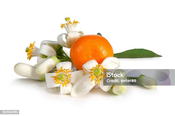 Foto de Flores De Laranjeira e mais fotos de stock de Laranja - Frutas cítricas - Laranja - Frutas cítricas, Fruta, Flor