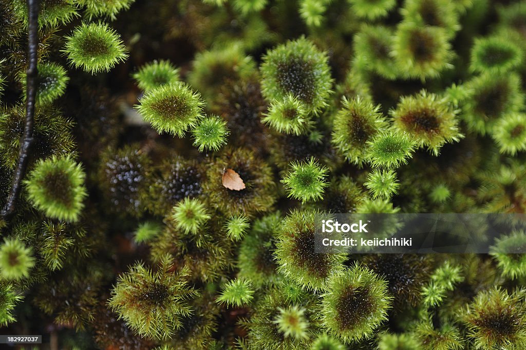 Green moss on the tree texture background "Green moss on the tree texture backgro,Franklin-Gordon Wild Rivers National Park in Tasmania, Australia,Related images:" Australia Stock Photo