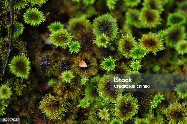 Green Moss On The Tree Texture Background Stock Photo - Download Image Now - Australia, Eternity, Swamp