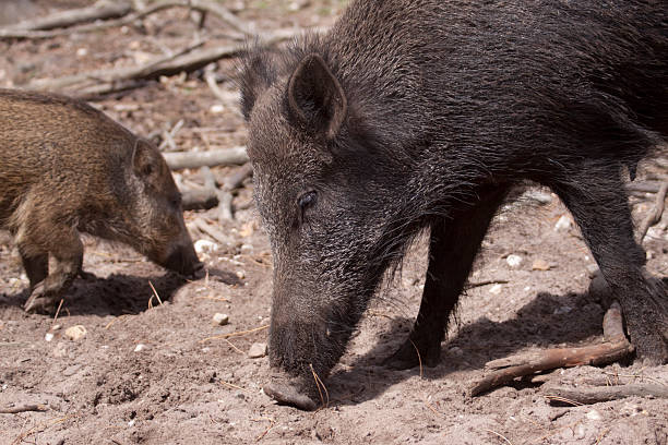 Wild Boars In The Forest Stock Photo - Download Image Now - Animal