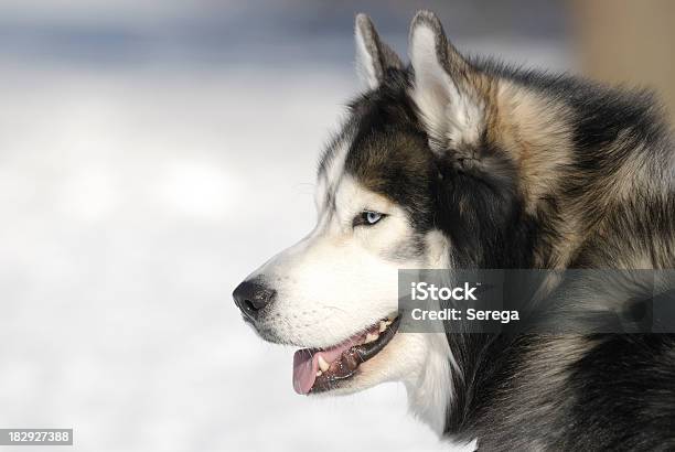 Photo libre de droit de Husky banque d'images et plus d'images libres de droit de Animaux de compagnie - Animaux de compagnie, Animaux domestiques, Canidés