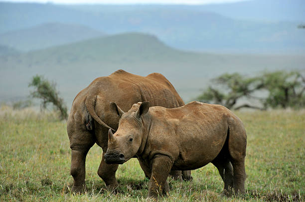 istock Baby Black Rhino 182927497