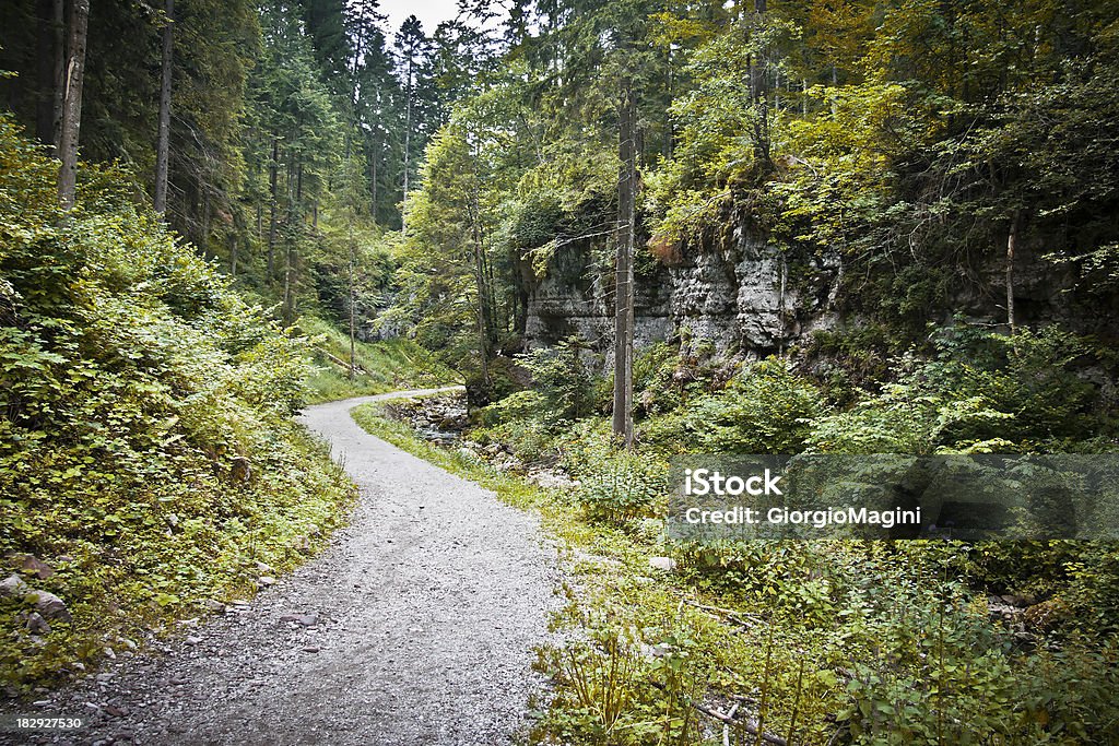O sinuoso caminho através da floresta enevoada, Dolomitas no verão - Foto de stock de Alpes europeus royalty-free