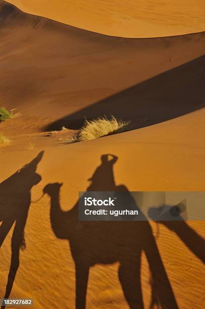 Cammello Ombre - Fotografie stock e altre immagini di Africa - Africa, Ambientazione esterna, Animale
