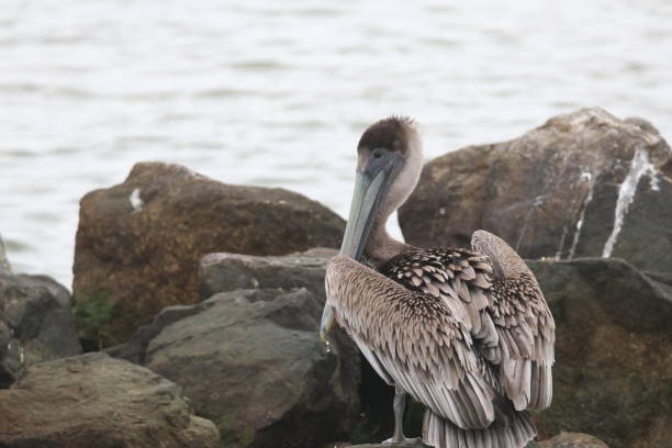 istock Pelicans at the Gulf Shore, AL 1829278520