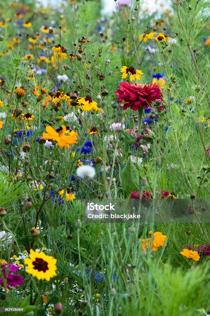 Flores silvestres - Foto de stock de Cornucopia libre de derechos