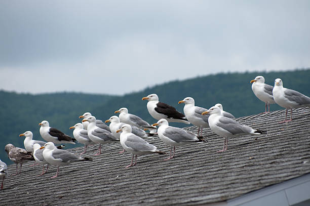 A group of seagulls perched on  a fishing building roof in Nova Scotia.Similar Images: