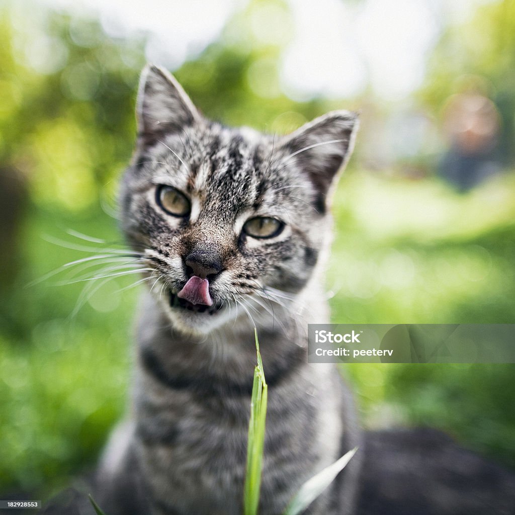 Ritratto di gatto - Foto stock royalty-free di Ambientazione esterna
