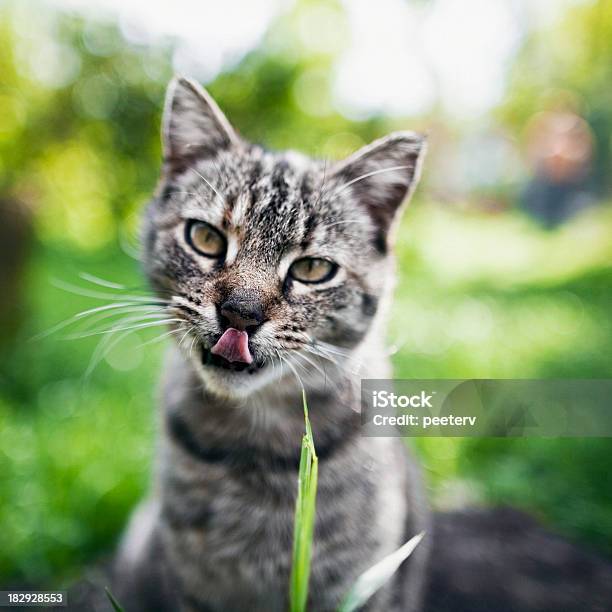 Kot Portret - zdjęcia stockowe i więcej obrazów Fajny - Fajny, Fotografika, Język zwierzęcia