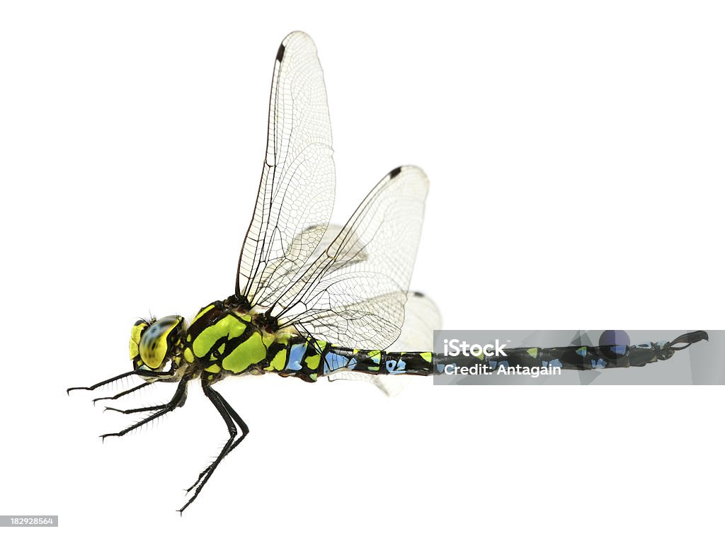 flying dragonfly - Zbiór zdjęć royalty-free (Białe tło)