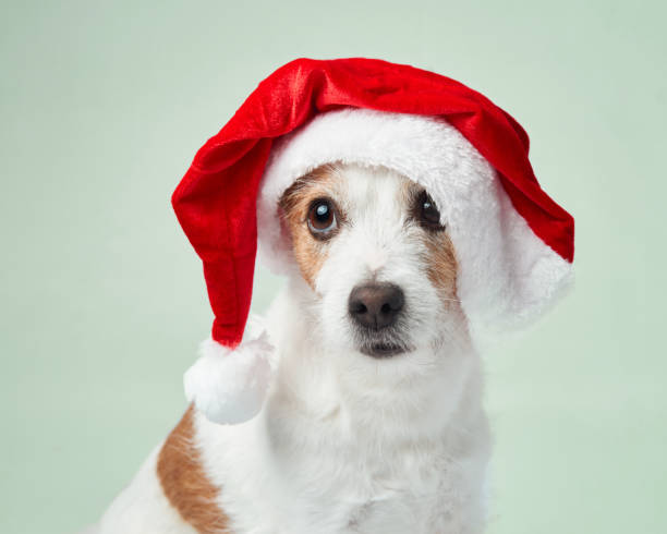 istock A Jack Russell Terrier dons a Santa hat, bringing holiday cheer 1829286153
