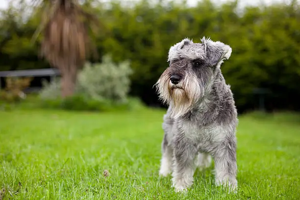 Potrait of a miniature schnauzer standing in the garden. With shallow depth of field to focus on the eye. Taken with Canon 5D Mark2