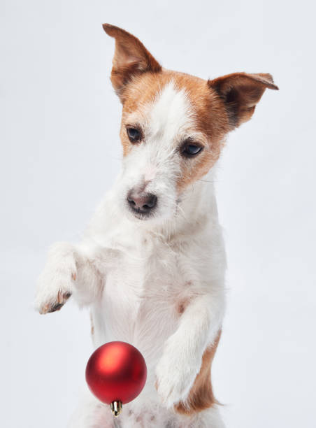 istock Jack Russell dock holds a red bauble, studio shot. 1829286663