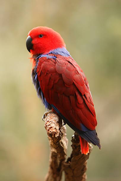 Eclectus Parrot Female eclectus parrot. eclectus parrot australia stock pictures, royalty-free photos & images