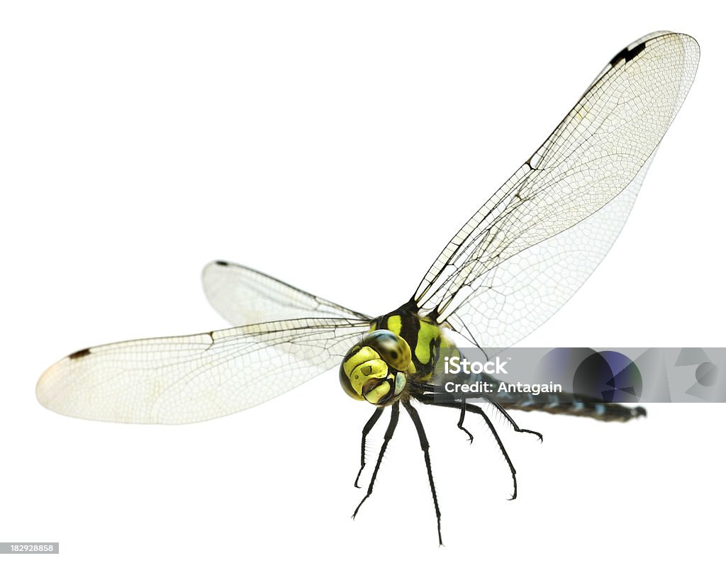 flying dragonfly - Zbiór zdjęć royalty-free (Ważka różnoskrzydła)