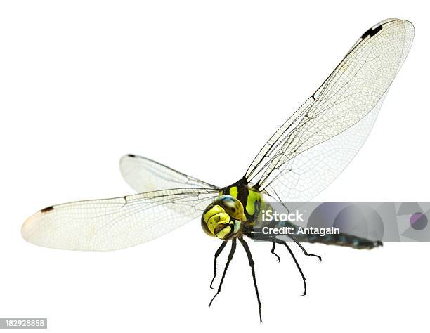 Flying Dragonfly - zdjęcia stockowe i więcej obrazów Ważka różnoskrzydła - Ważka różnoskrzydła, Latać, Neutralne tło