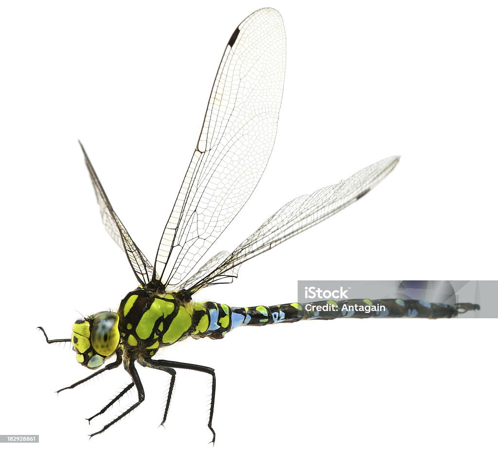 Voando dragonfly - Foto de stock de Libélula - Mosca royalty-free