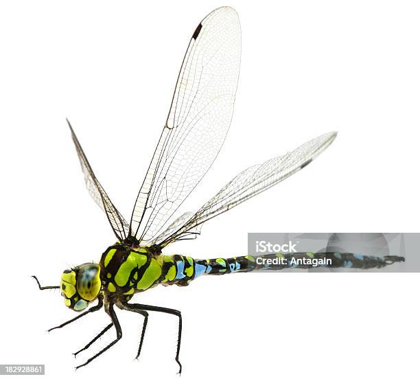 Foto de Voando Dragonfly e mais fotos de stock de Libélula - Mosca - Libélula - Mosca, Voar, Fundo Branco