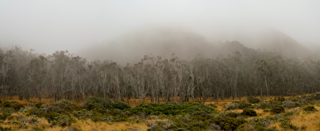 Panoramic image of a fogy morning on the central coast of California inside Montana De Oro State Park just south of Morro Bay.This file is made of four separate images.