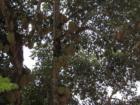 The jackfruit, also known as jackfruit, is a species of tree in the family of fig trees, mulberry trees and bread fruits. Its origin is in the Western Gates region, located in southern India.