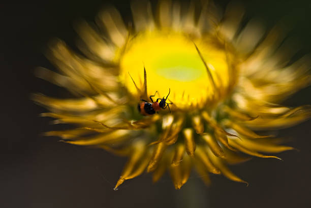 Bug on Daffodil stock photo