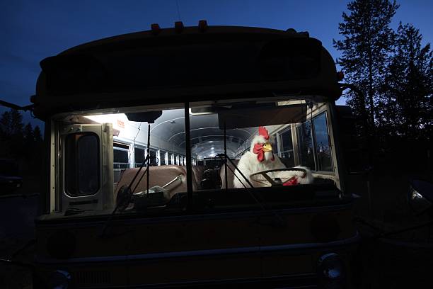 chicken driving a school bus - tavuk kostümü stok fotoğraflar ve resimler