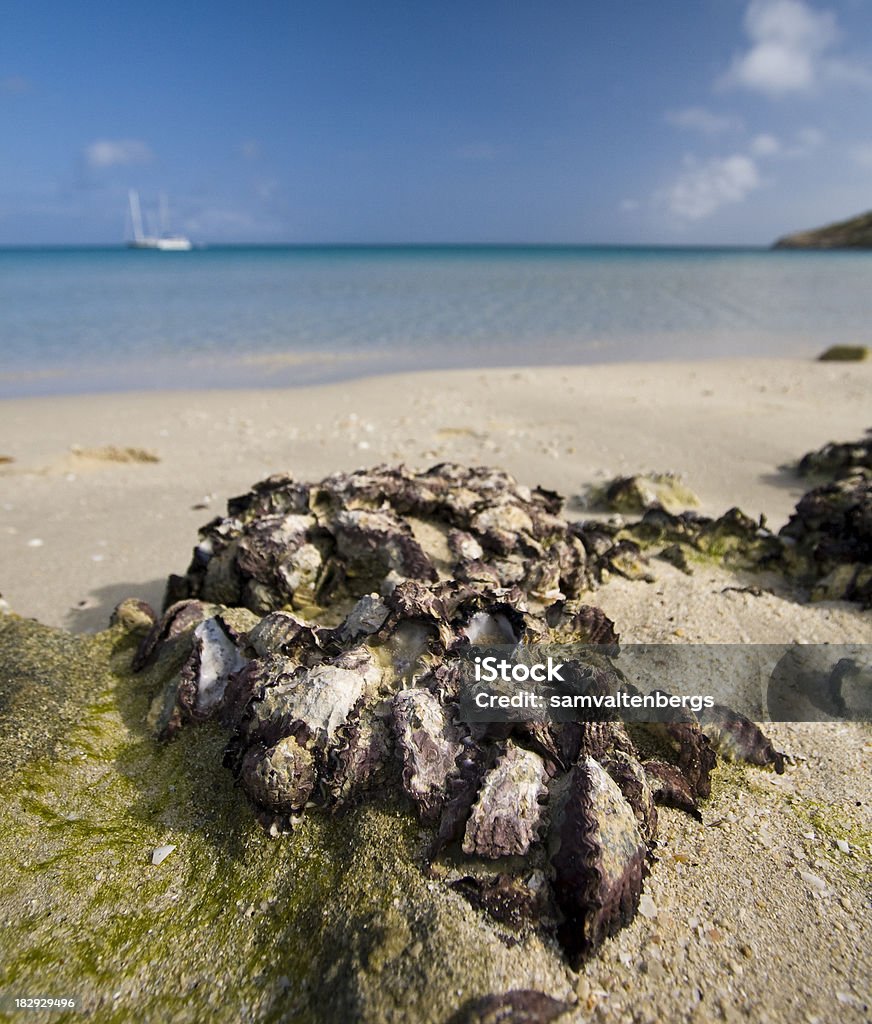 Lizard Island Oysters Wild oysters on the beach of Lizard Island.  Lizard Island is an exclusive resort island at the northern tip of the Great Barrier Reef in Australia. Oyster Stock Photo