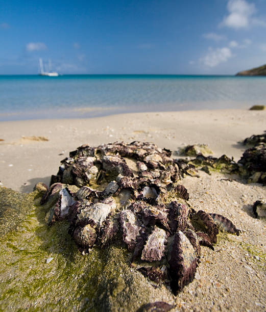 Lizard Island Oysters Wild oysters on the beach of Lizard Island.  Lizard Island is an exclusive resort island at the northern tip of the Great Barrier Reef in Australia. lizard island stock pictures, royalty-free photos & images