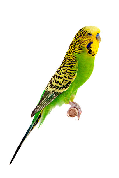 Green Budgie Green Budgie parakeet stock pictures, royalty-free photos & images