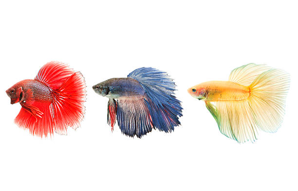 jaune et bleu betta poisson rouge une suite - fish siamese fighting fish isolated multi colored photos et images de collection