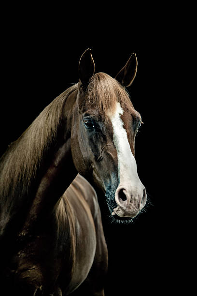 Caballos Cuarto De Milla - Banco de fotos e imágenes de stock - iStock Caballos Cuarto De Milla - Banco de fotos e imágenes de stock - iStock