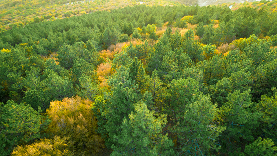Aerial view of green pine treetops and yellow deciduous trees at sunset.