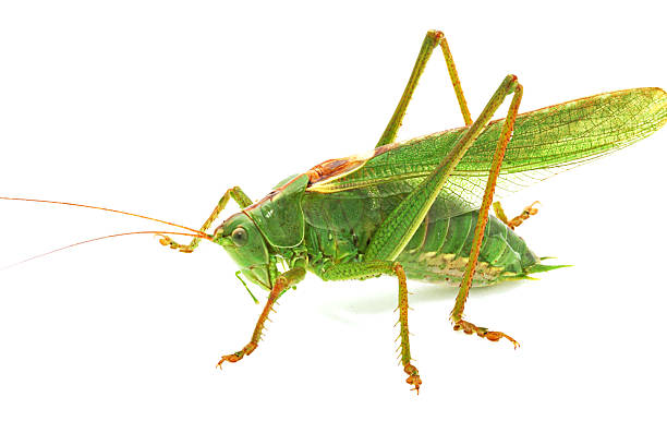 istock Side view of green grasshopper on white background 182930057
