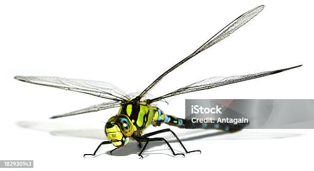 Foto de Libélula e mais fotos de stock de Libélula - Mosca - Libélula - Mosca, Animal, Asa animal