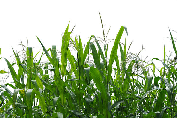 corn field. - corn tassel stock-fotos und bilder