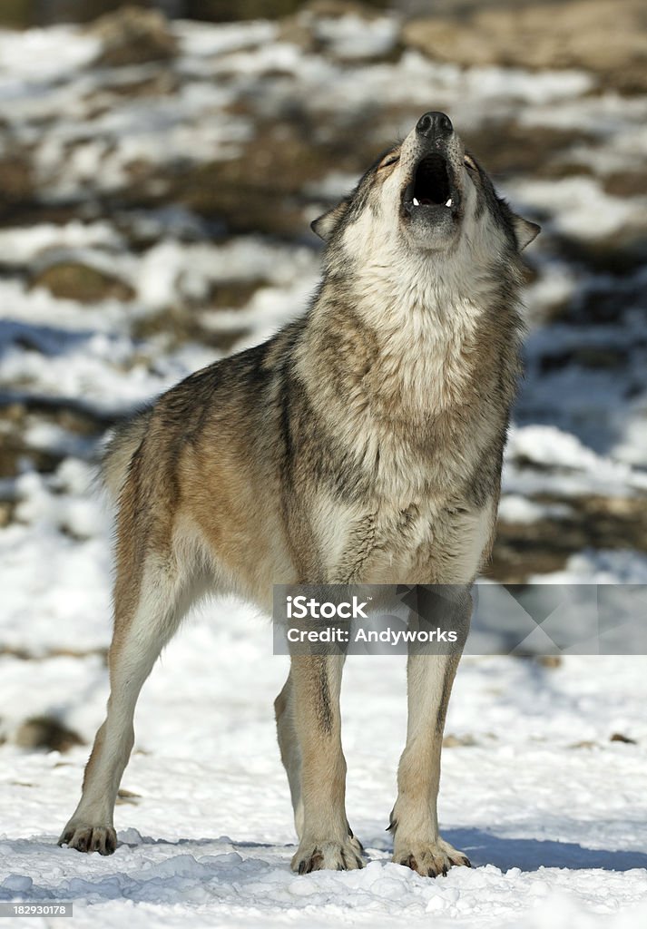 Heulenden Wolf im Winter - Lizenzfrei Heulen Stock-Foto