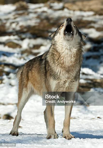 Heulenden Wolf Im Winter Stockfoto und mehr Bilder von Heulen - Heulen, Wolf, Europäischer Wolf