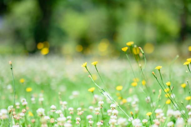 Flowers blooming in Niigata, Japan