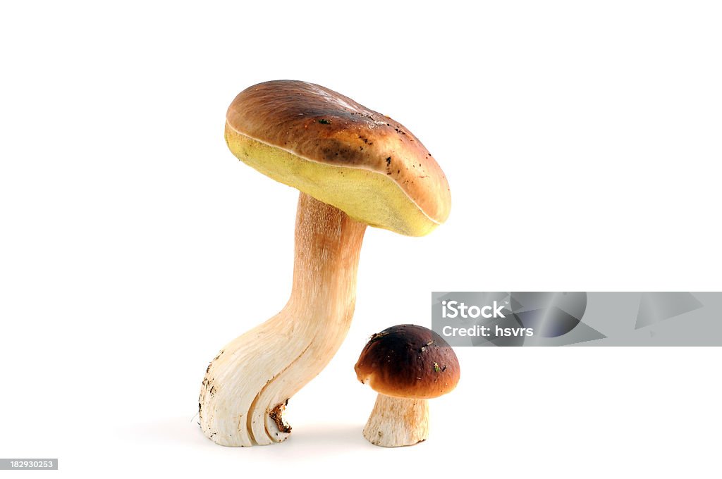 boletus edulis Steinpilz ()-com cogumelos porcini - Foto de stock de Alimentação Saudável royalty-free