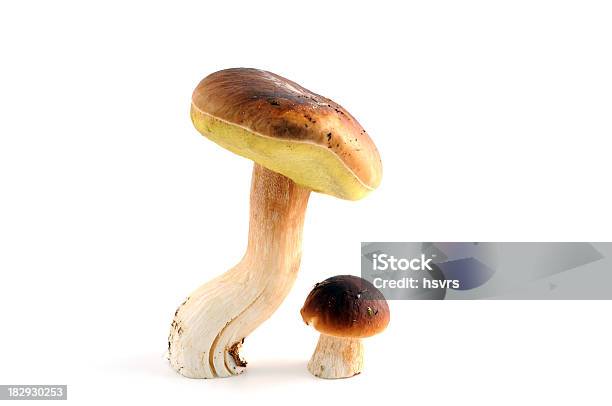 Foto de Boletus Edulis Steinpilz Com Cogumelos Porcini e mais fotos de stock de Alimentação Saudável - Alimentação Saudável, Apanhar cogumelos, Branco