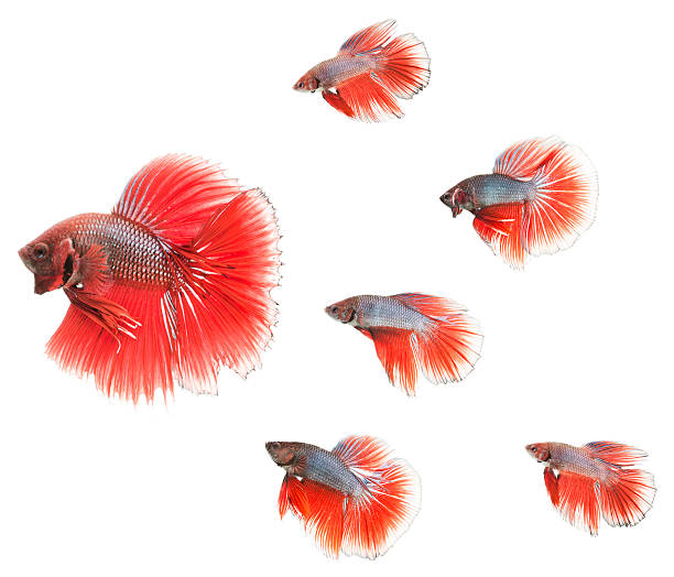 istock small fishes following leader 182930332