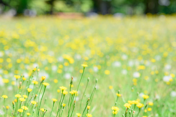 Flowers blooming in Niigata, Japan