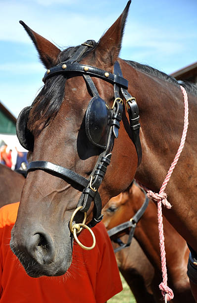 istock head of a bay horse 182930512