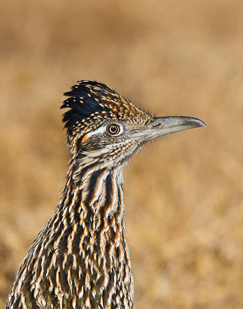 Roadrunner Bird Stock Photo - Download Image Now - Desert Area