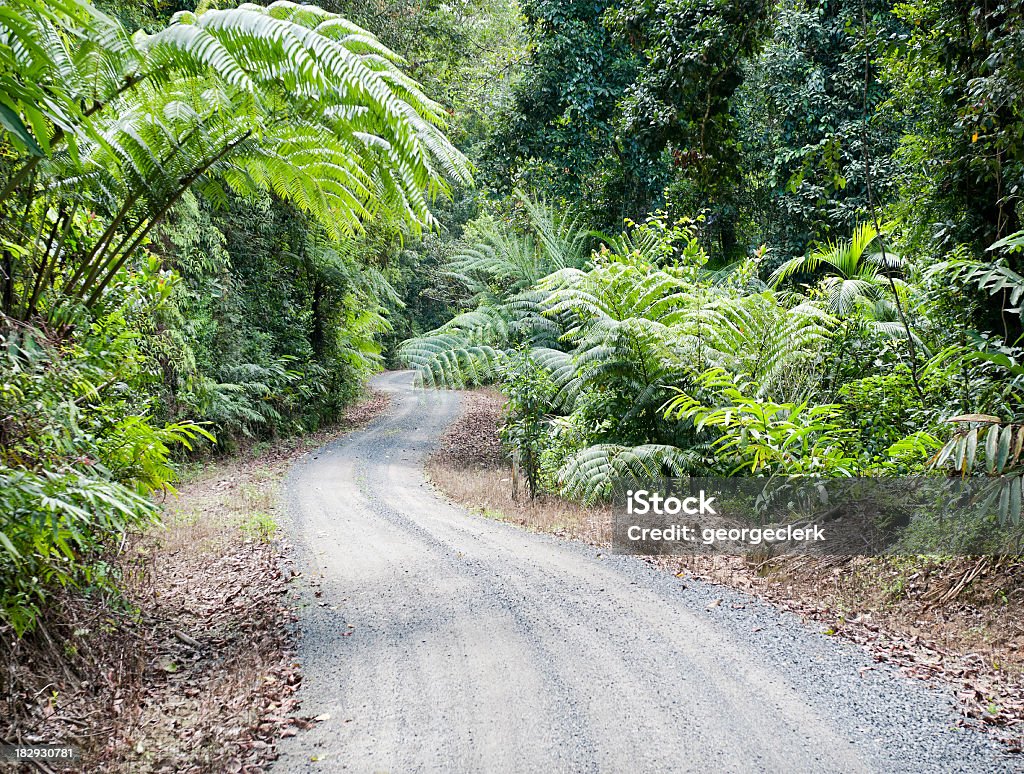 Selva tropical Singletrack - Foto de stock de Australia libre de derechos