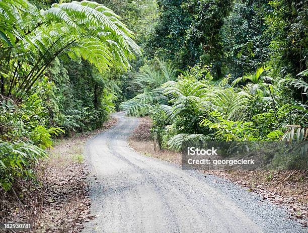 Selva Tropical Singletrack Foto de stock y más banco de imágenes de Australia - Australia, Carretera de tierra, Clima tropical