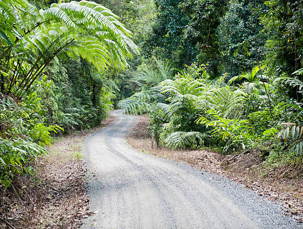 floresta pluvial singletrack - fern bracken growth leaf imagens e fotografias de stock