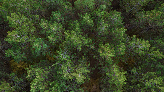 Aerial top view of green pine tree tops.